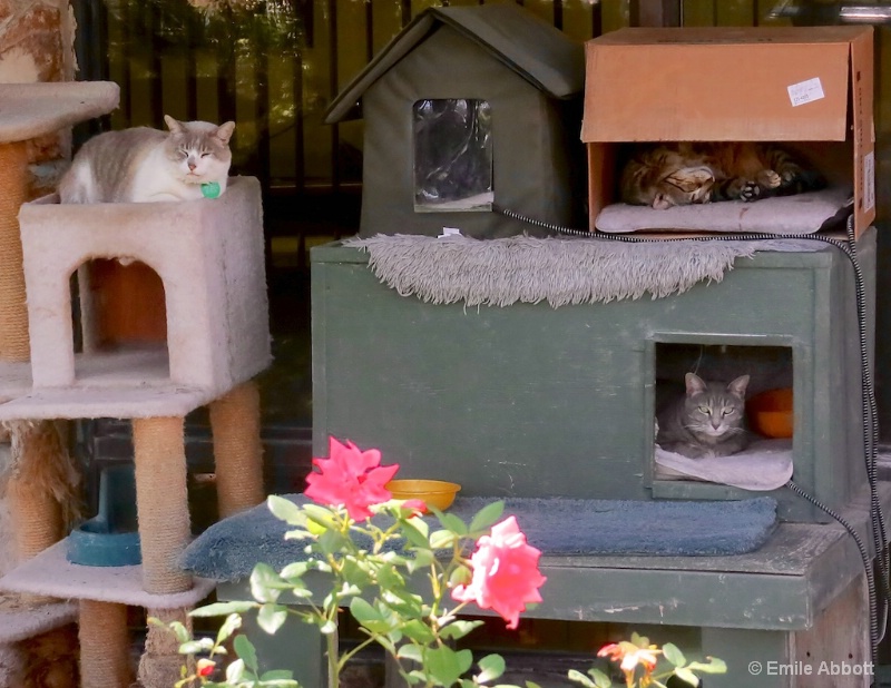 Outdoor back office cats
