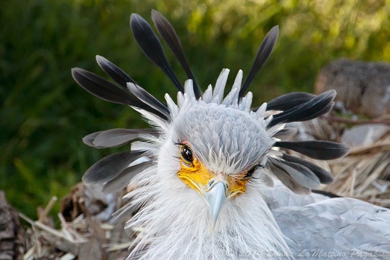 Secretarybird