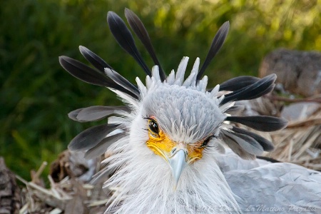 Secretarybird