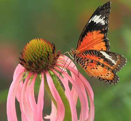 Lacewing and Cone Flower