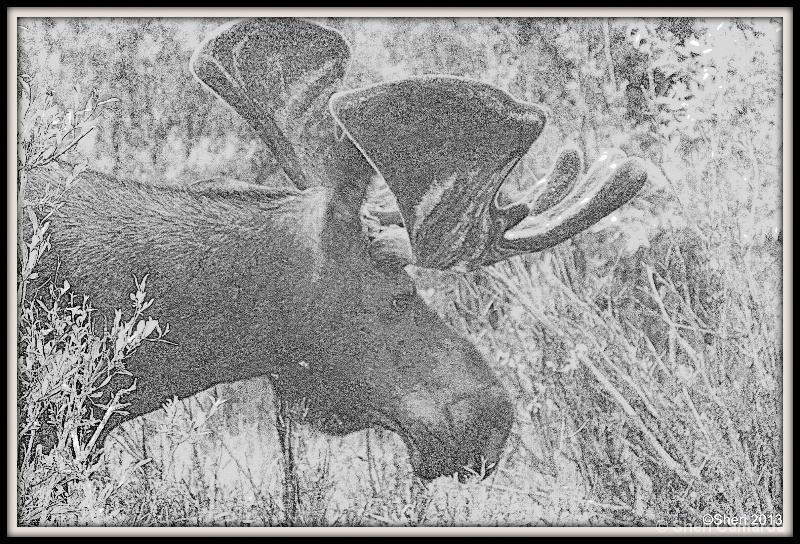 Moose - ID: 14542952 © Sheri Camarda