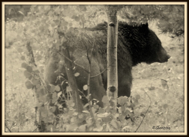 My Bear - ID: 14542956 © Sheri Camarda