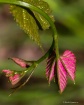 Vines
