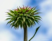 Thistle