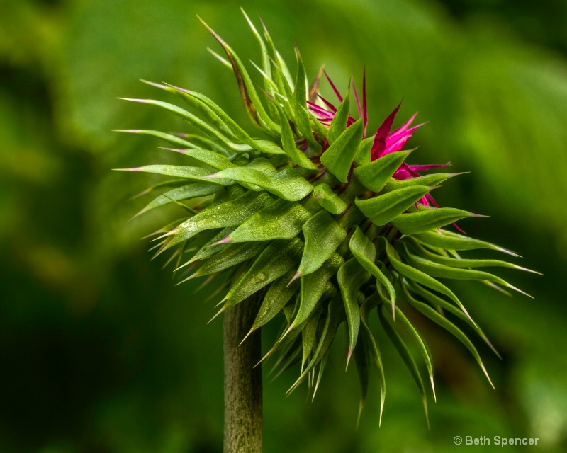 Marsh Thistle