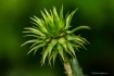 Thistle