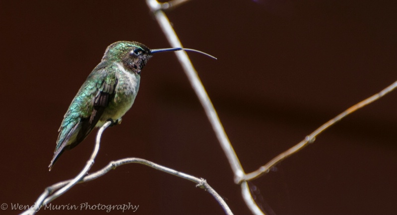 Hummingbird sticking out their tongue