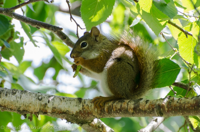 Young Red Squirrel with snack