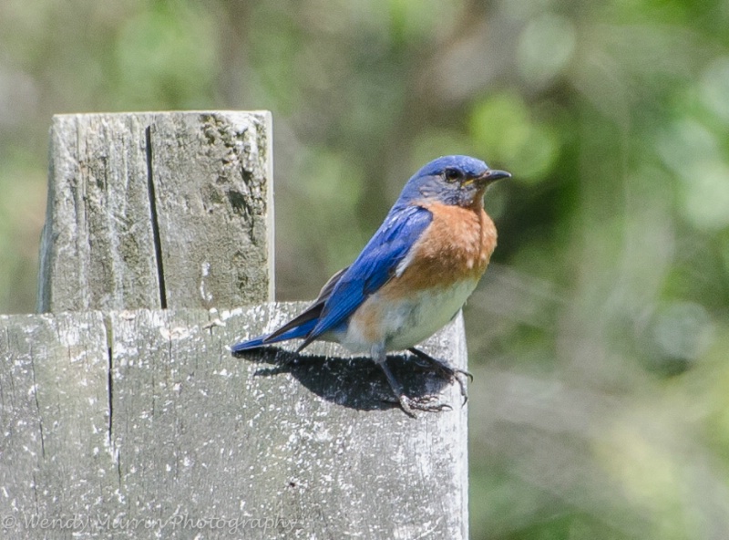 Male Eastern Bluebird