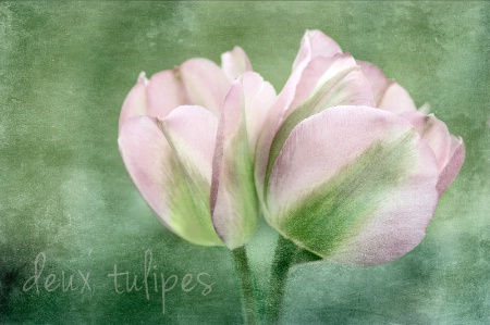 ~ deux tulipes ~