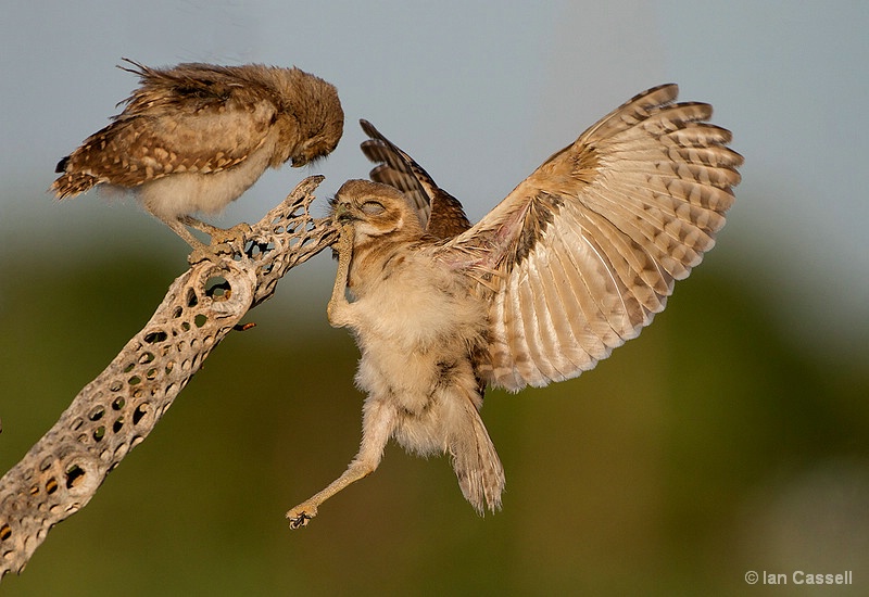 Burrowing Owlets