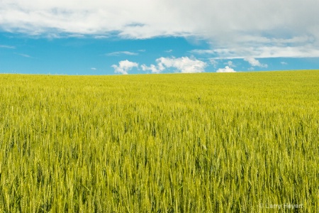 The Palouse in Washington