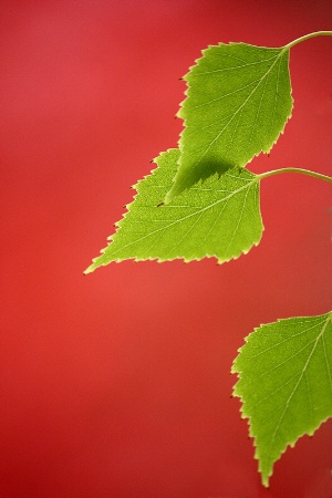 Green leaves over red background #2