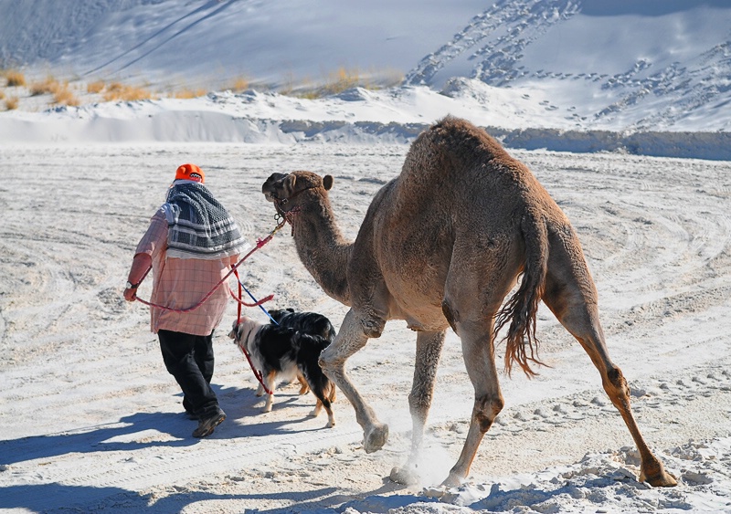 Walking the Pets