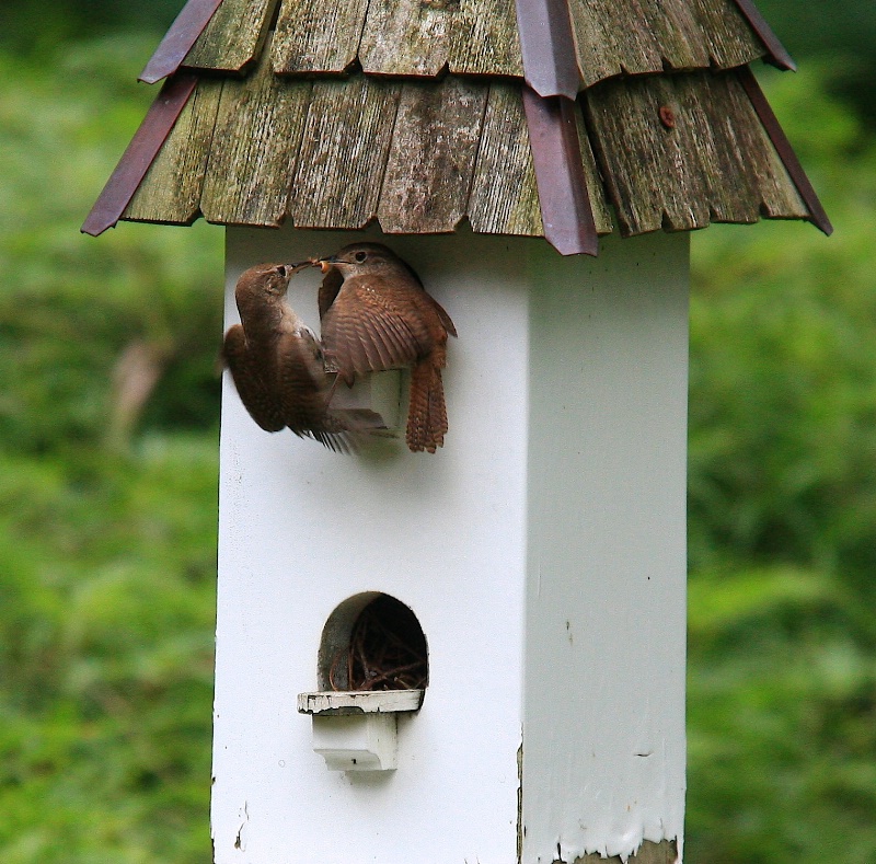 Feeding time