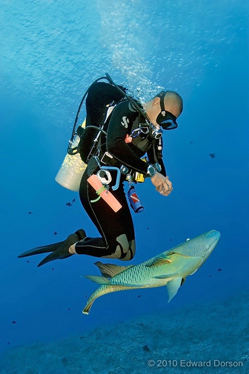 Napoleon Wrasse and Diver - ID: 14544527 © Edward Dorson