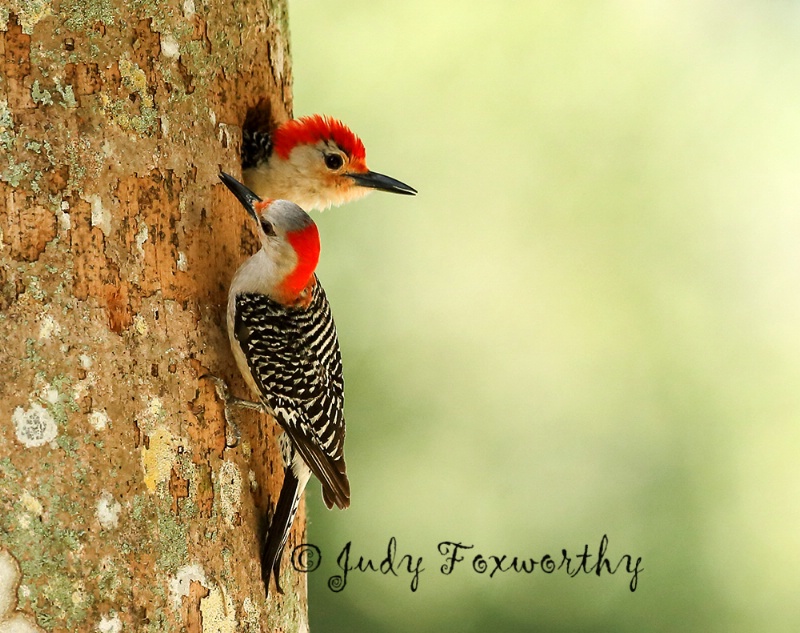 Red-bellied Woodpecker Pair