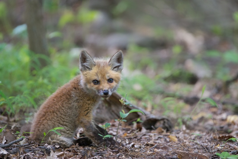 Little Fox in the Woods - ID: 14544652 © Kitty R. Kono