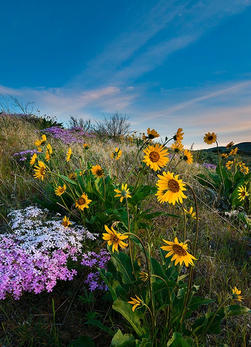 High Desert Spring