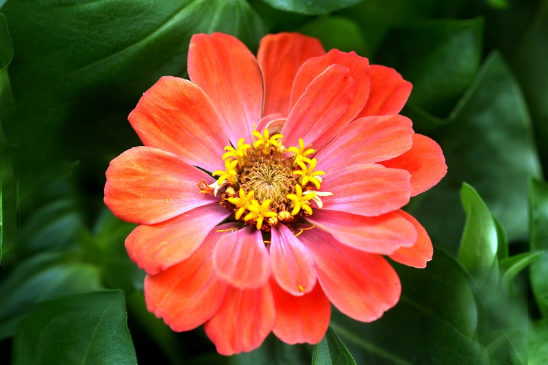 zinnia