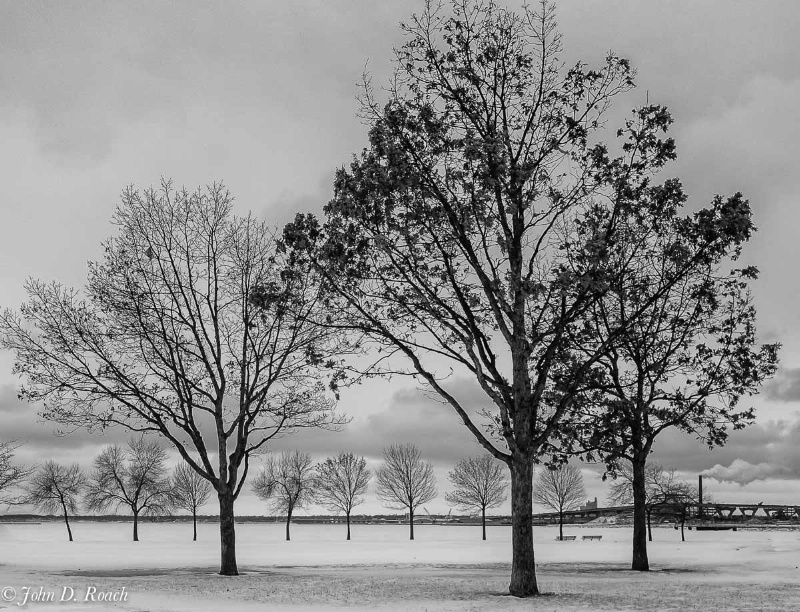 Trees in Winter Portraits