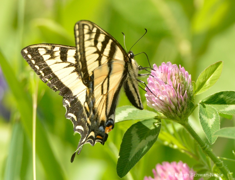 Tiger Swallowtail - ID: 14545229 © Raven Schwan-Noble