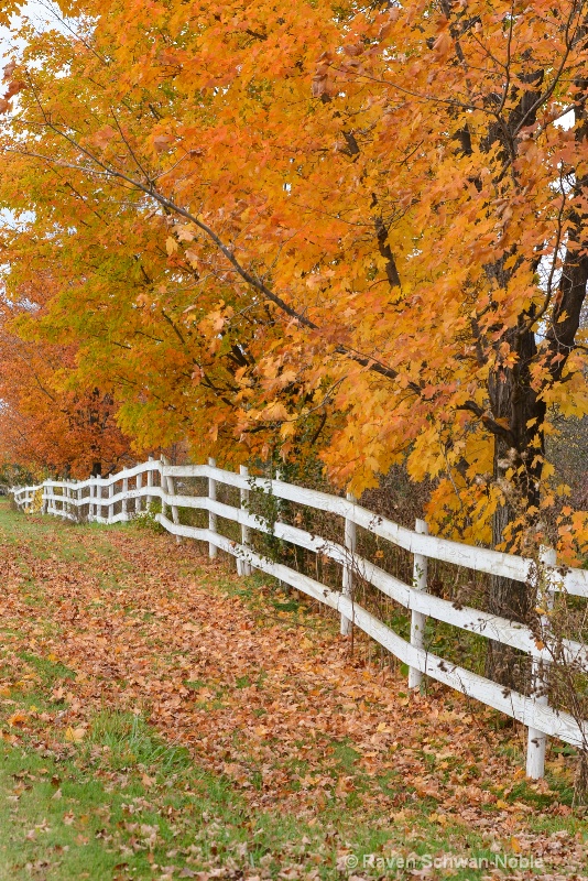 Vermont Fall - ID: 14545230 © Raven Schwan-Noble