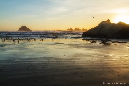 Birds Enjoying the Oregon Coast Sunset