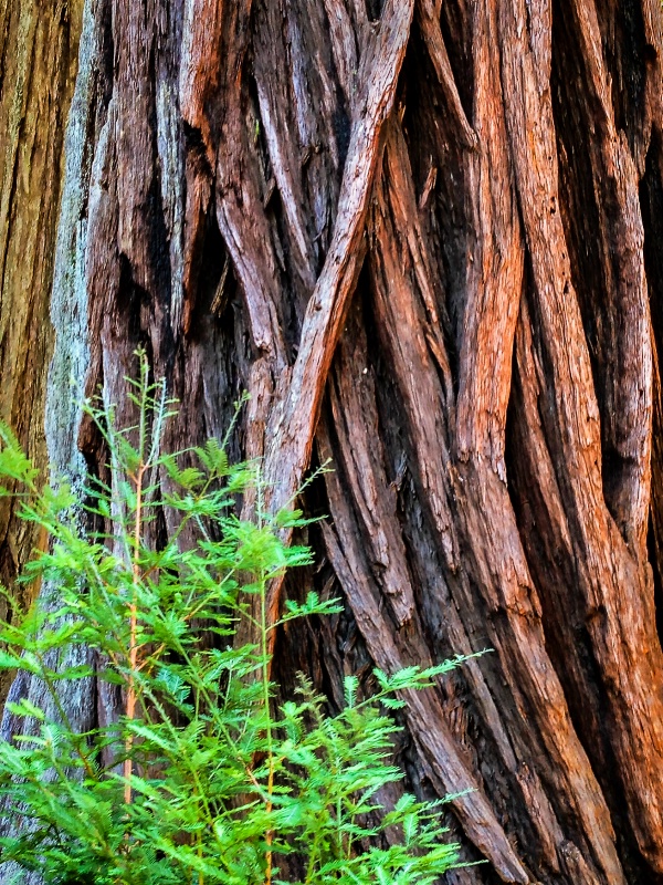 Redwoods: Old & New