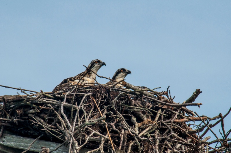 Pair of Baby Ospreys