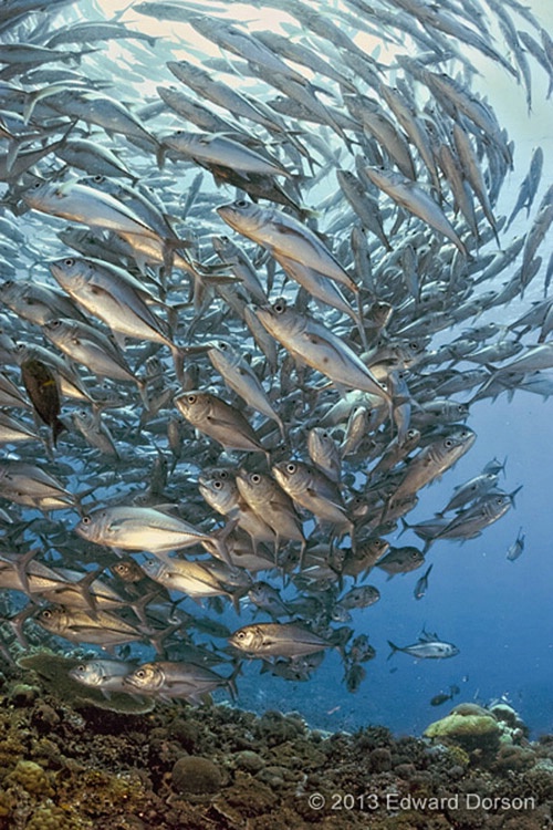 Schooling Trevallies 3 - ID: 14545375 © Edward Dorson