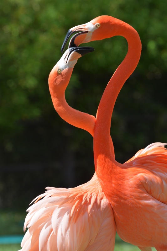 Courting Flamingos