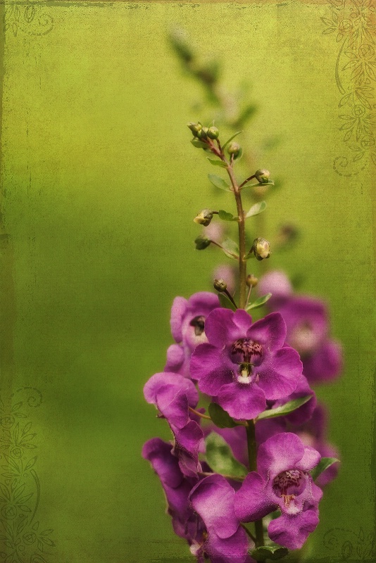 angelonia