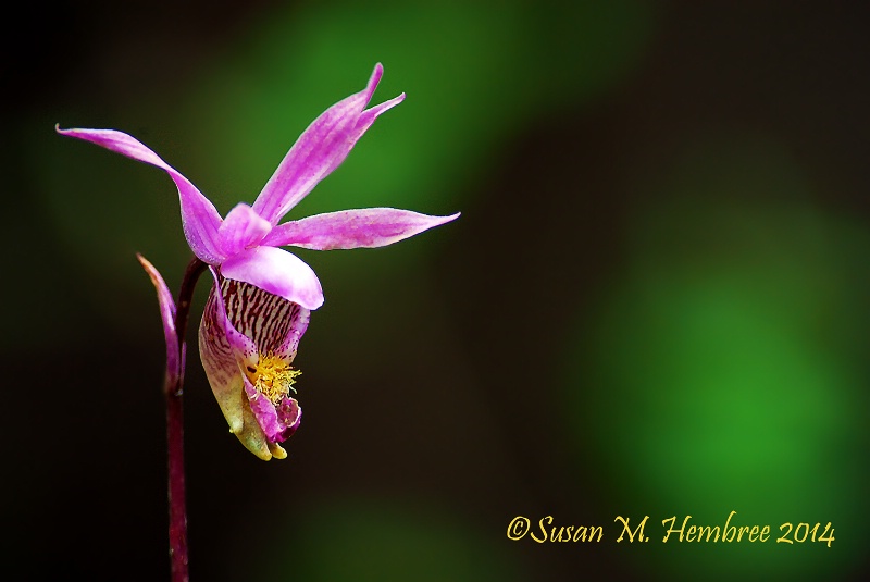 Calypso Orchid 2014