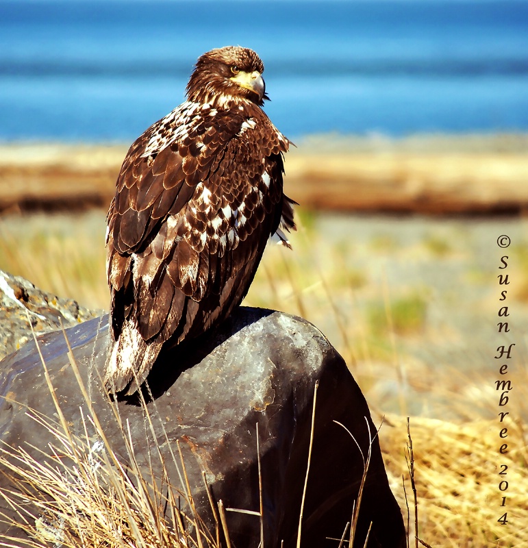 Juvenile Eagle--Cook Inlet Shoreline