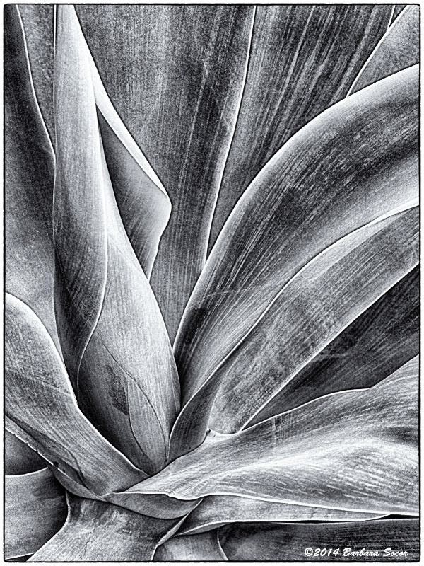 Black and White Blue Agave