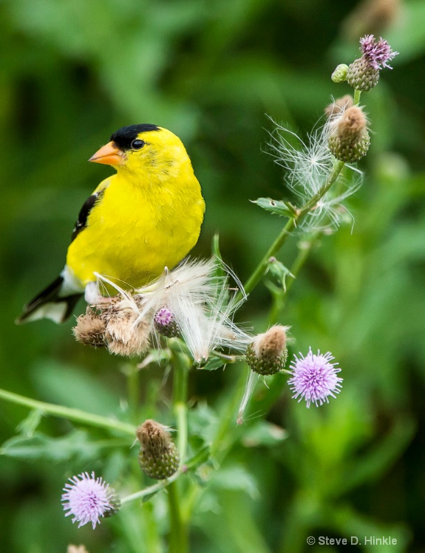 A Yellow Bird In Summer!