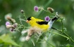 A Goldfinches Buf...