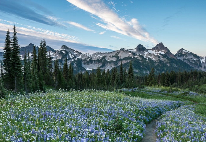 Tatoosh Range and Wildflowers at Sunrise