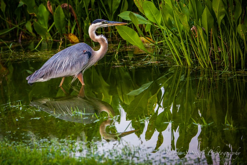 heron's hideaway