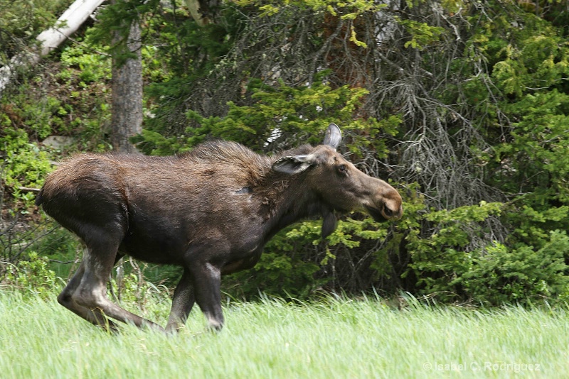 Moose on the Move