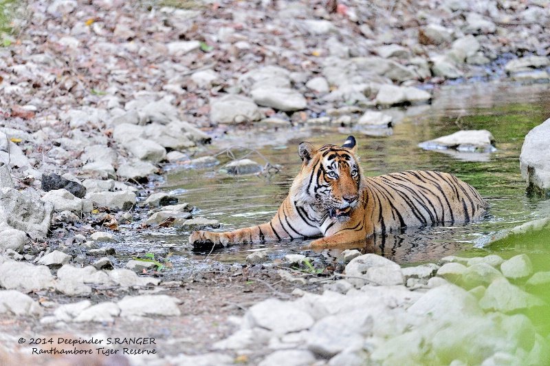 Male tiger-cooling off in June heat _Ranthambore-1