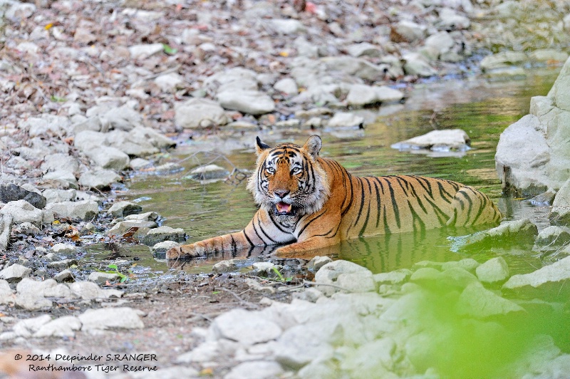Male tiger-cooling off in June heat _Ranthambore