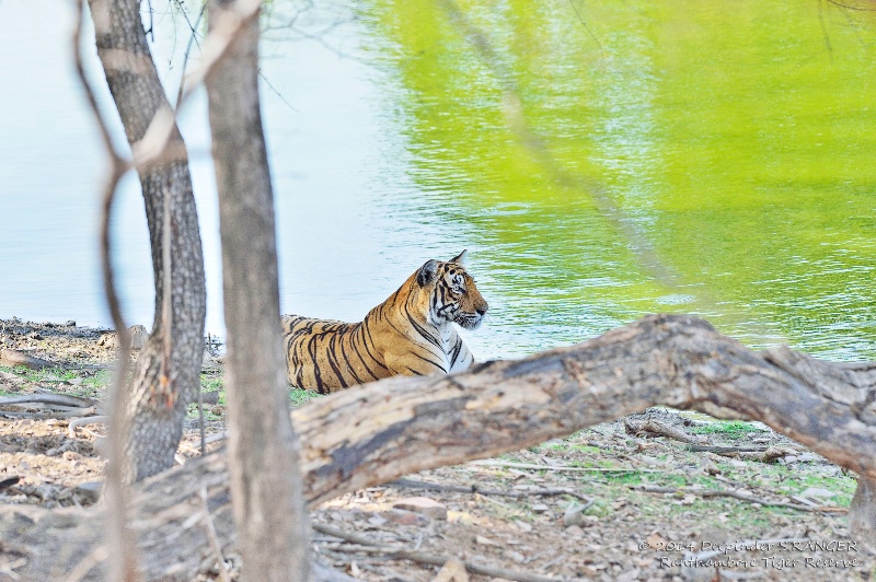 Tigress by the lake_Ranthambore Tiger Reserve 
