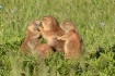 Kisses
