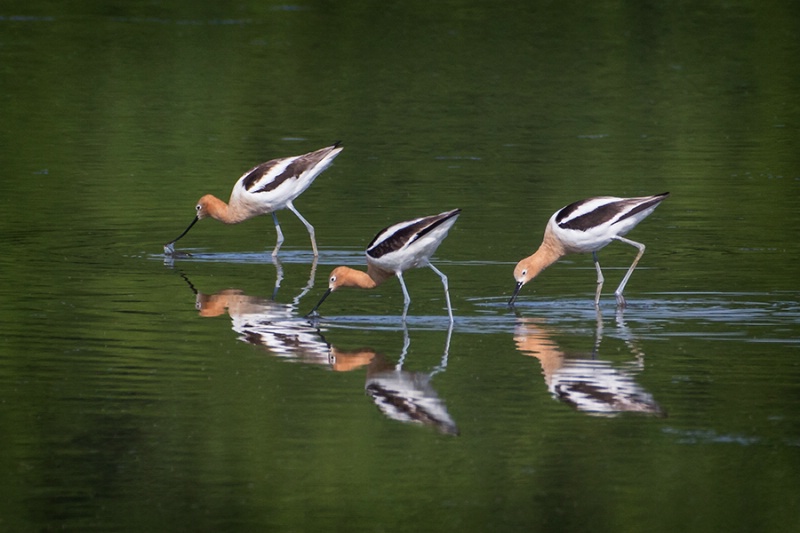 Avocet Reflections     