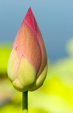 Lotus Bud