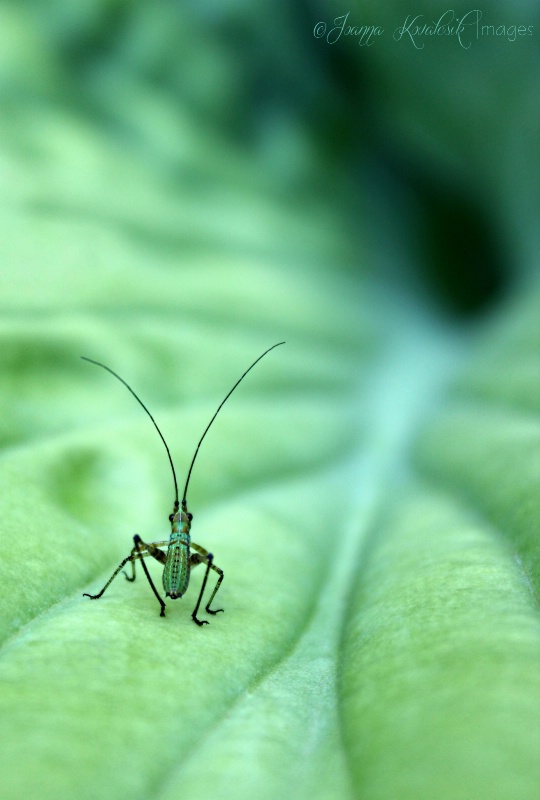 Hosta Hop Line Dance