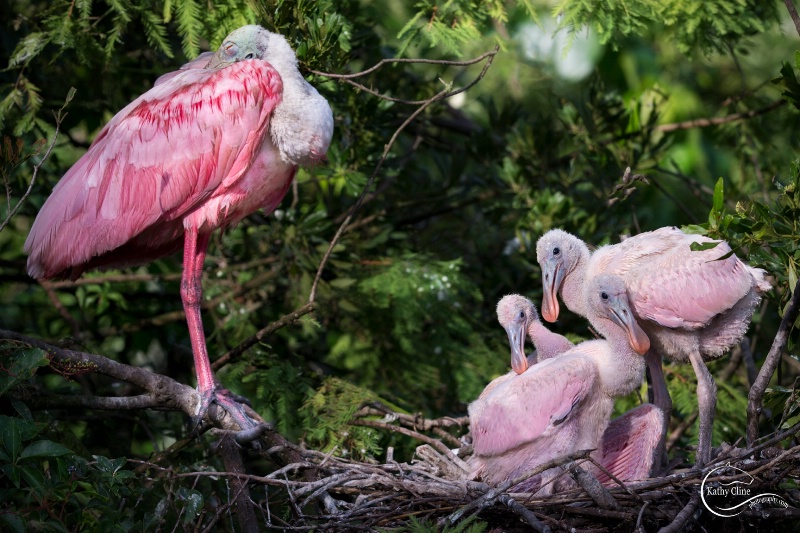  3 Pink Roseate Spoonbill chicks