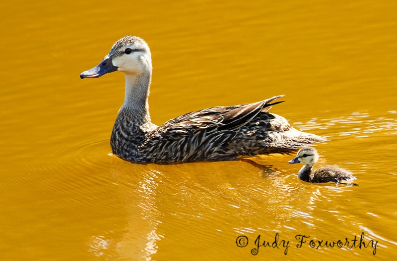 Mottled Duck With Baby